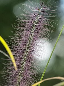 Pennisetum al. 'Redhead' geen maat specificatie 0,55L/P9cm - image 2