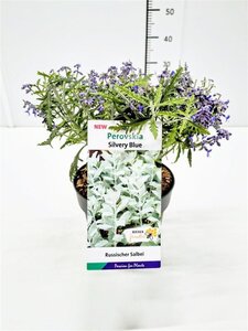 Perovskia atripl. Silvery Blue geen maat specificatie cont. 3,0L - afbeelding 2