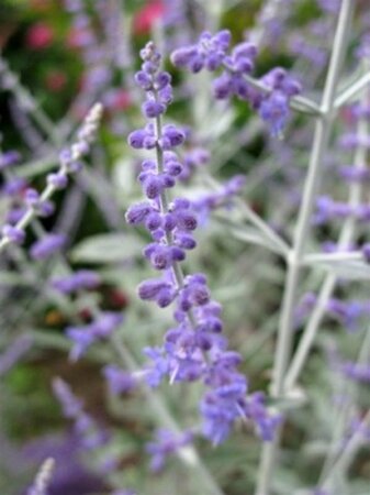 Perovskia atripl. Silvery Blue geen maat specificatie 0,55L/P9cm - afbeelding 4
