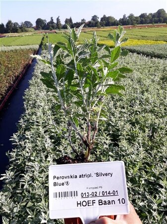 Perovskia atripl. Silvery Blue geen maat specificatie 0,55L/P9cm - afbeelding 5