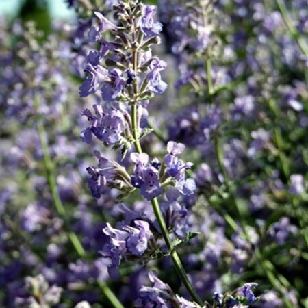 Perovskia atripl. Silvery Blue geen maat specificatie 0,55L/P9cm