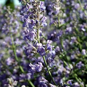 Perovskia atripl. Silvery Blue geen maat specificatie 0,55L/P9cm