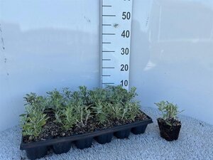 Perovskia atripl. Silvery Blue geen maat specificatie 0,55L/P9cm