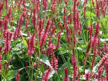 Persicaria a. 'Speciosa' = Firetail geen maat specificatie 0,55L/P9cm - afbeelding 7