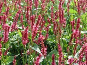 Persicaria a. 'Speciosa' = Firetail geen maat specificatie 0,55L/P9cm - afbeelding 7