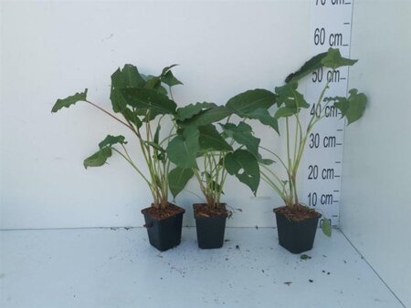 Persicaria a. 'Speciosa' = Firetail geen maat specificatie 0,55L/P9cm - afbeelding 5