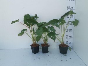 Persicaria a. 'Speciosa' = Firetail geen maat specificatie 0,55L/P9cm - afbeelding 5