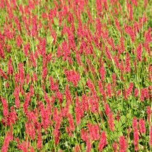 Persicaria a. 'Speciosa' = Firetail geen maat specificatie 0,55L/P9cm - afbeelding 6
