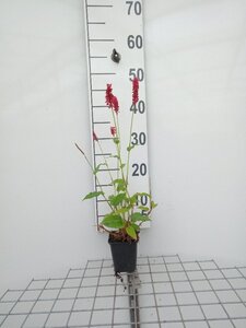 Persicaria a. 'Speciosa' = Firetail geen maat specificatie 0,55L/P9cm - afbeelding 2