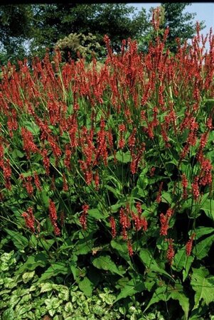 Persicaria a. 'Speciosa' = Firetail geen maat specificatie 0,55L/P9cm - afbeelding 6