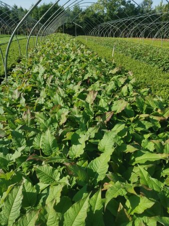 Persicaria a. 'Speciosa' = Firetail geen maat specificatie 0,55L/P9cm - afbeelding 2