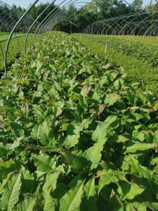 Persicaria a. 'Speciosa' = Firetail geen maat specificatie 0,55L/P9cm - afbeelding 2