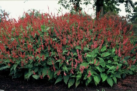 Persicaria a. 'Speciosa' = Firetail geen maat specificatie 0,55L/P9cm - afbeelding 5