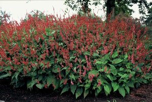 Persicaria a. 'Speciosa' = Firetail geen maat specificatie 0,55L/P9cm - afbeelding 5