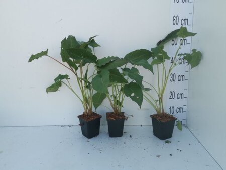 Persicaria a. 'Speciosa' = Firetail geen maat specificatie 0,55L/P9cm - afbeelding 11