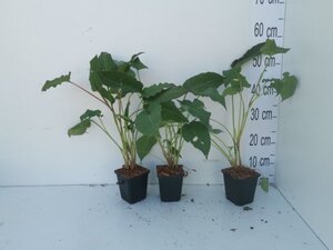 Persicaria a. 'Speciosa' = Firetail geen maat specificatie 0,55L/P9cm - afbeelding 11