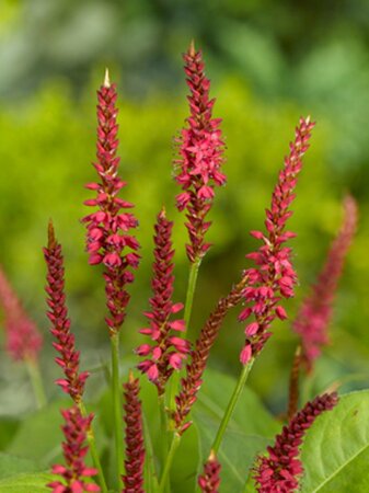 Persicaria a. 'Speciosa' = Firetail geen maat specificatie 0,55L/P9cm - afbeelding 4