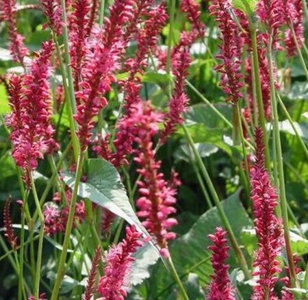 Persicaria a. 'Speciosa' = Firetail geen maat specificatie 0,55L/P9cm - afbeelding 3