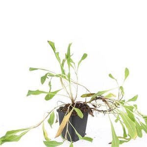 Persicaria aff. 'Superba'='Dimity'(verouderd) geen maat specificatie 0,55L/P9cm - afbeelding 6