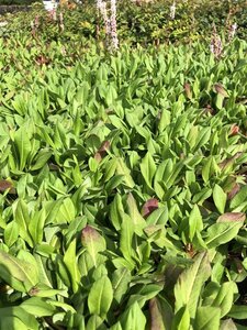 Persicaria aff. 'Superba'='Dimity'(verouderd) geen maat specificatie 0,55L/P9cm