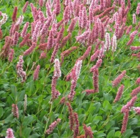 Persicaria aff. 'Superba'='Dimity'(verouderd) geen maat specificatie 0,55L/P9cm - afbeelding 3