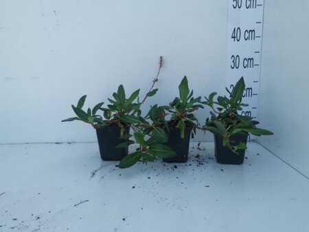 Persicaria aff. 'Superba'='Dimity'(verouderd) geen maat specificatie 0,55L/P9cm - afbeelding 2