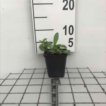 Persicaria aff. 'Superba'='Dimity'(verouderd) geen maat specificatie 0,55L/P9cm - afbeelding 10