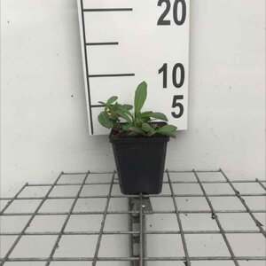 Persicaria aff. 'Superba'='Dimity'(verouderd) geen maat specificatie 0,55L/P9cm - afbeelding 10