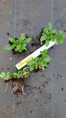 Persicaria aff. 'Superba'='Dimity'(verouderd) geen maat specificatie 0,55L/P9cm - afbeelding 7