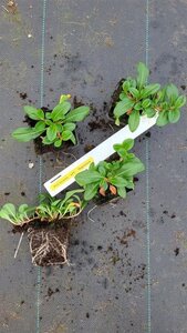 Persicaria aff. 'Superba'='Dimity'(verouderd) geen maat specificatie 0,55L/P9cm - afbeelding 7