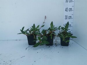 Persicaria aff. 'Superba'='Dimity'(verouderd) geen maat specificatie 0,55L/P9cm - afbeelding 5