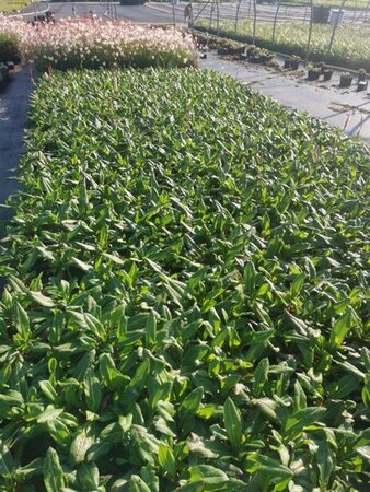 Persicaria aff. 'Superba'='Dimity'(verouderd) geen maat specificatie 0,55L/P9cm - afbeelding 4