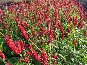 Persicaria a. 'Taurus' geen maat specificatie 0,55L/P9cm - afbeelding 3