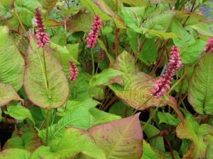 Persicaria a. 'Taurus' geen maat specificatie 0,55L/P9cm