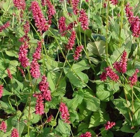 Persicaria a. 'Taurus' geen maat specificatie 0,55L/P9cm - afbeelding 4