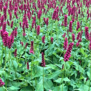 Persicaria a. 'Taurus' geen maat specificatie 0,55L/P9cm - afbeelding 5