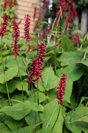 Persicaria a. 'Taurus' geen maat specificatie 0,55L/P9cm - afbeelding 3
