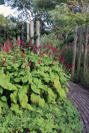 Persicaria a. 'Taurus' geen maat specificatie 0,55L/P9cm - afbeelding 7