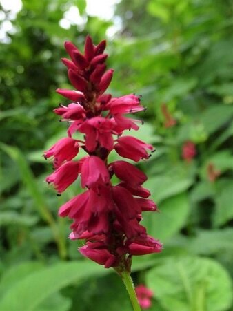 Persicaria a. 'Taurus' geen maat specificatie 0,55L/P9cm - image 2