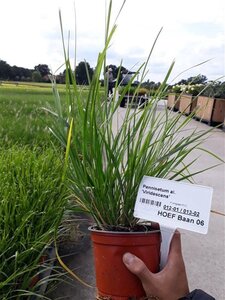 Pennisetum alopecuroides viridesc. geen maat specificatie 0,55L/P9cm - afbeelding 2