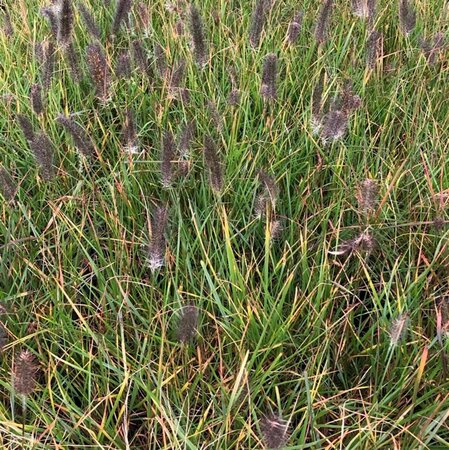 Pennisetum alopecuroides viridesc. geen maat specificatie 0,55L/P9cm - image 2