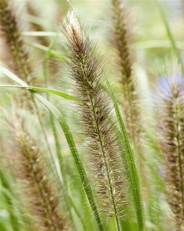 Pennisetum alopecuroides viridesc. geen maat specificatie 0,55L/P9cm - image 4