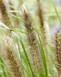 Pennisetum alopecuroides viridesc. geen maat specificatie 0,55L/P9cm - image 4