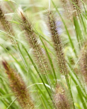 Pennisetum alopecuroides viridesc. geen maat specificatie 0,55L/P9cm - image 6