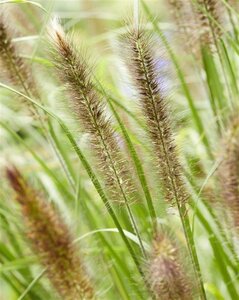 Pennisetum alopecuroides viridesc. geen maat specificatie 0,55L/P9cm - image 6