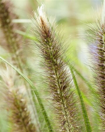 Pennisetum alopecuroides viridesc. geen maat specificatie 0,55L/P9cm - image 7