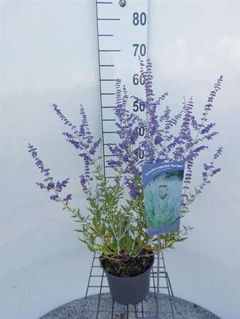 Perovskia 'Blue Spire' 40-60 cm cont. 3,0L - afbeelding 1