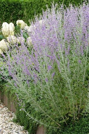 Perovskia 'Blue Spire' geen maat specificatie 0,55L/P9cm - afbeelding 5