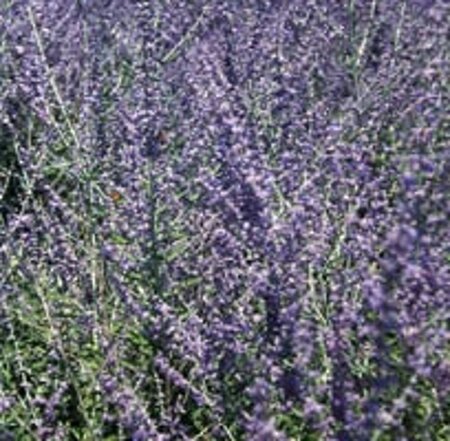 Perovskia 'Blue Spire' geen maat specificatie 0,55L/P9cm