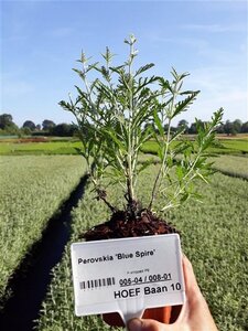 Perovskia 'Blue Spire' geen maat specificatie 0,55L/P9cm - afbeelding 3